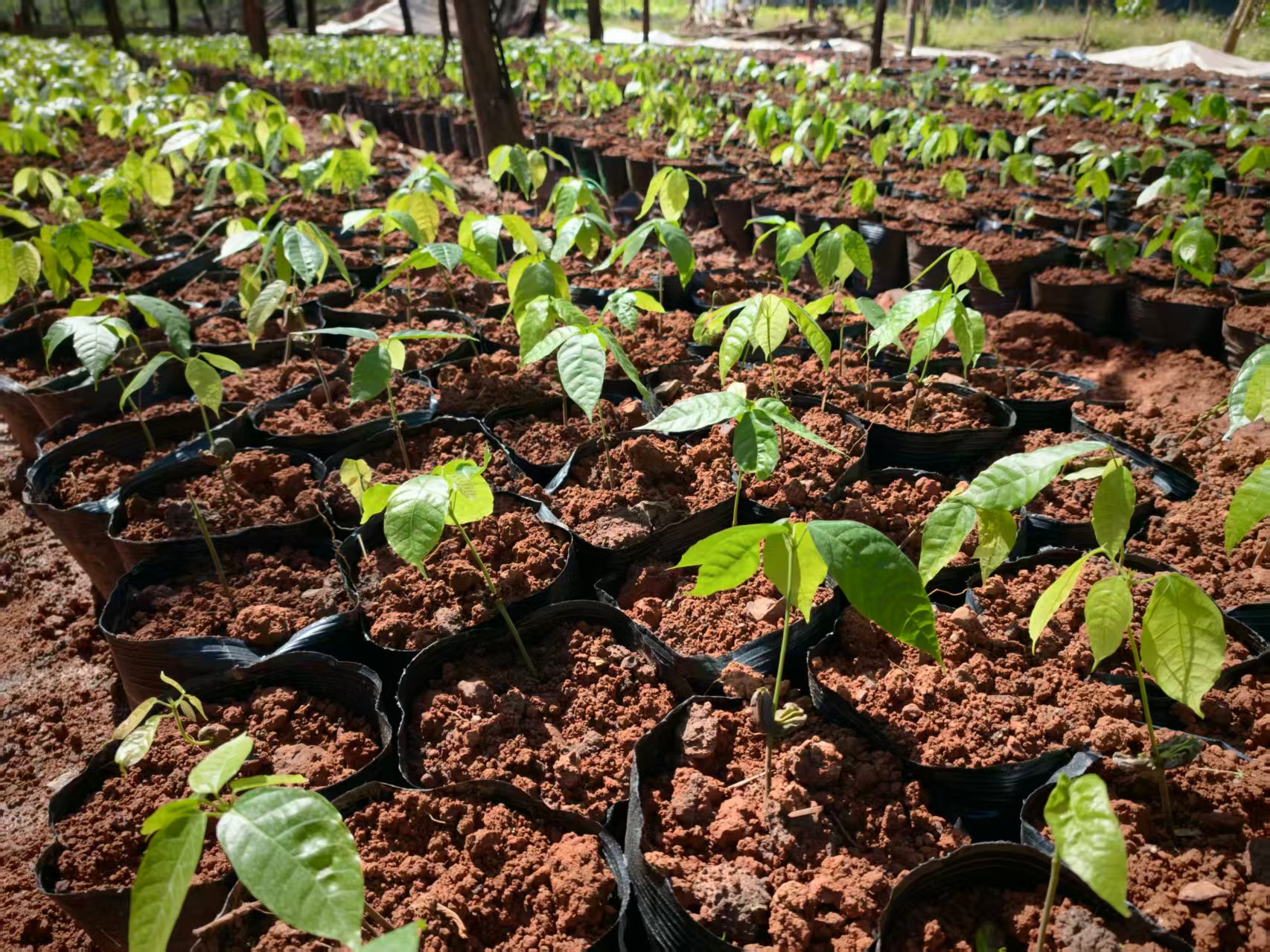 Cocoa seeding for customers